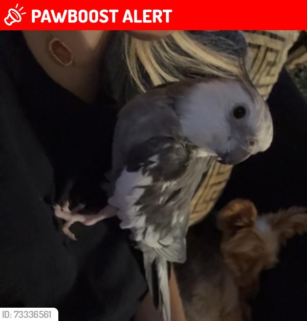 Lost Unknown Bird last seen Haggery and Michigan ave, Canton Township, MI 48188