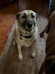 Reunited Female Dog last seen ON PART OF CR 245 BETWEEN CR 241 AND 970 (Rosenbush Auction Lot, Florence, TX 76527