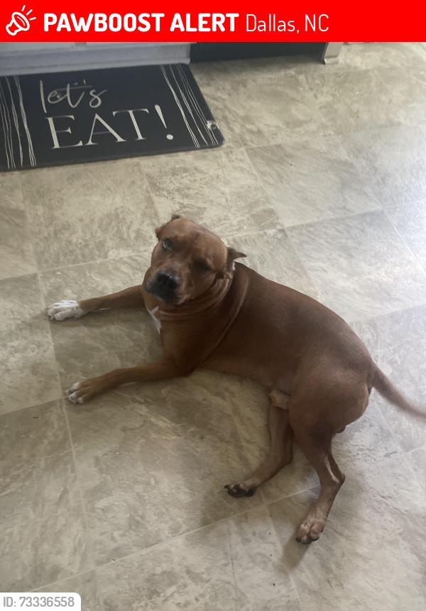 Lost Male Dog last seen Handy pantry, Dallas, NC 28034
