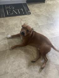 Lost Male Dog last seen Handy pantry, Dallas, NC 28034
