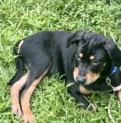 Reunited Female Dog last seen RT 16 and olde Flatbrook rd east Hampton CT, East Hampton, CT 06424