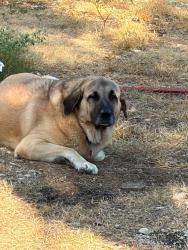 Reunited Female Dog last seen (ON PART OF CR 245 BETWEEN CR 241 AND 970 (Rosenbush Auction Lot), Florence, TX 76527