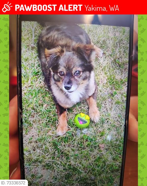Lost Male Dog last seen bell, Yakima, WA 98902