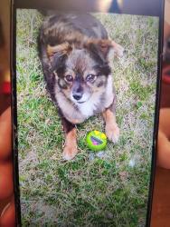 Lost Male Dog last seen bell, Yakima, WA 98902