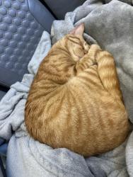 Found/Stray Male Cat last seen New Guinea & Robert’s Rd, Fairfax, VA 22032