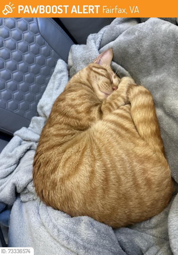 Found/Stray Male Cat last seen New Guinea & Robert’s Rd, Fairfax, VA 22032
