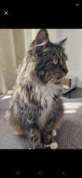 Lost Male Cat last seen Knollmead kt5, Greater London, England KT5 9QR