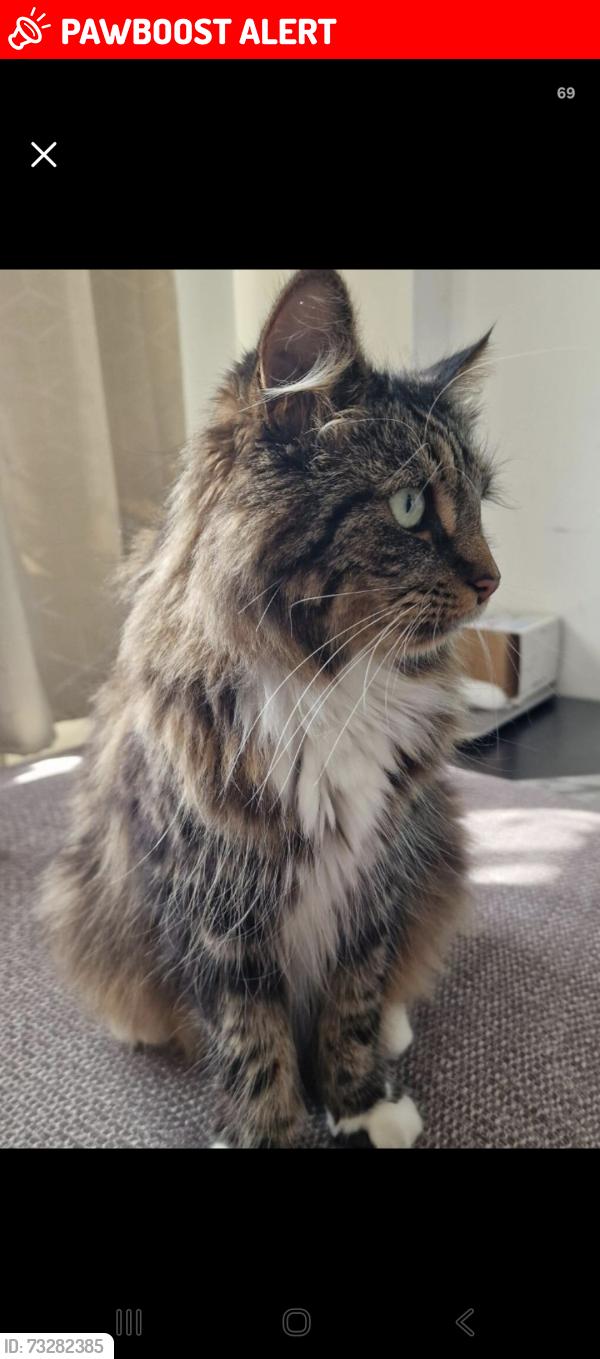 Lost Male Cat last seen Knollmead kt5, Greater London, England KT5 9QR