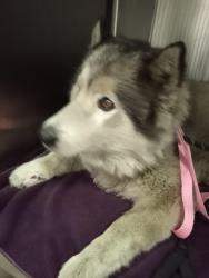 Found/Stray Female Dog last seen Henry Ford, Los Angeles, CA 90744