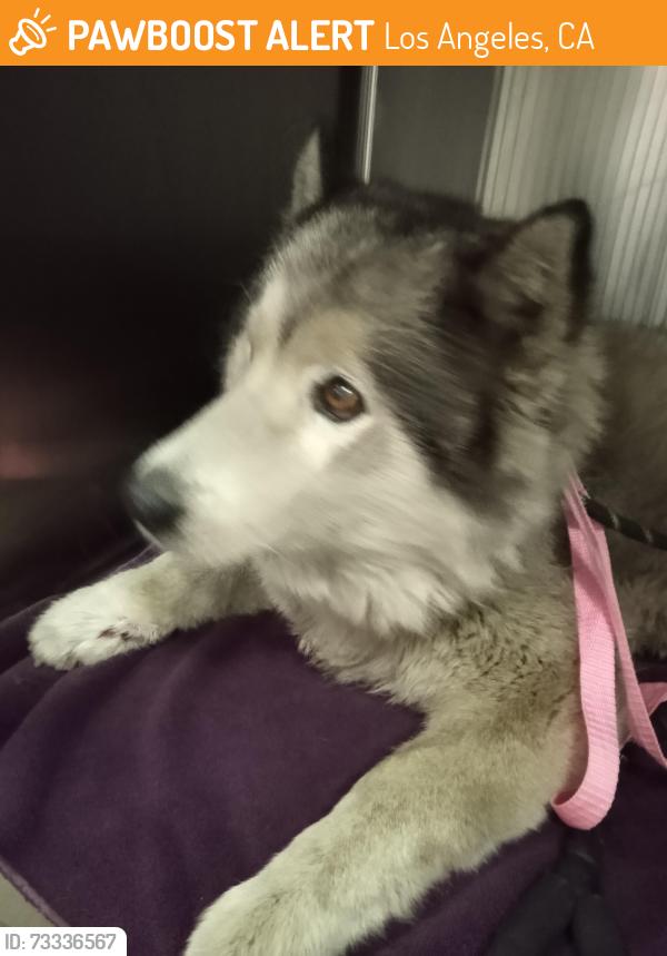 Found/Stray Female Dog last seen Henry Ford, Los Angeles, CA 90744