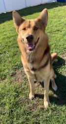 Lost Male Dog last seen Chase Road and Banana Road, Lakeland, FL 33810