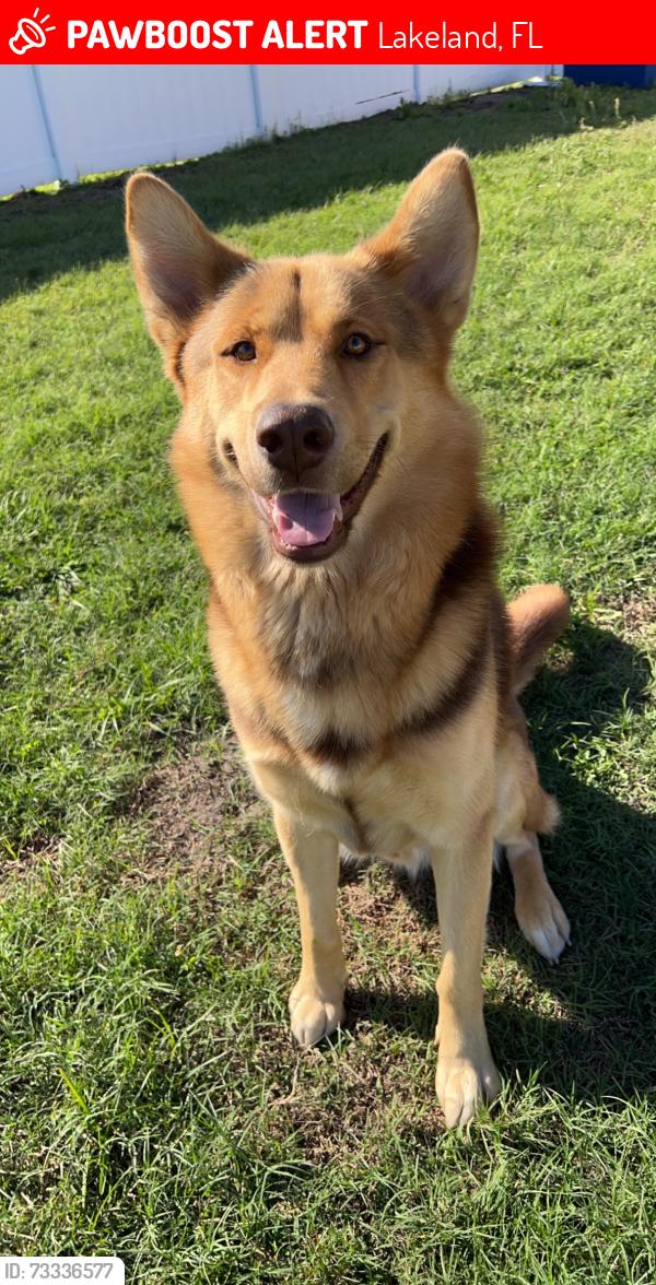 Lost Male Dog last seen Chase Road and Banana Road, Lakeland, FL 33810