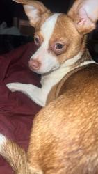 Lost Female Dog last seen Old connection church, Bainbridge, GA 39817