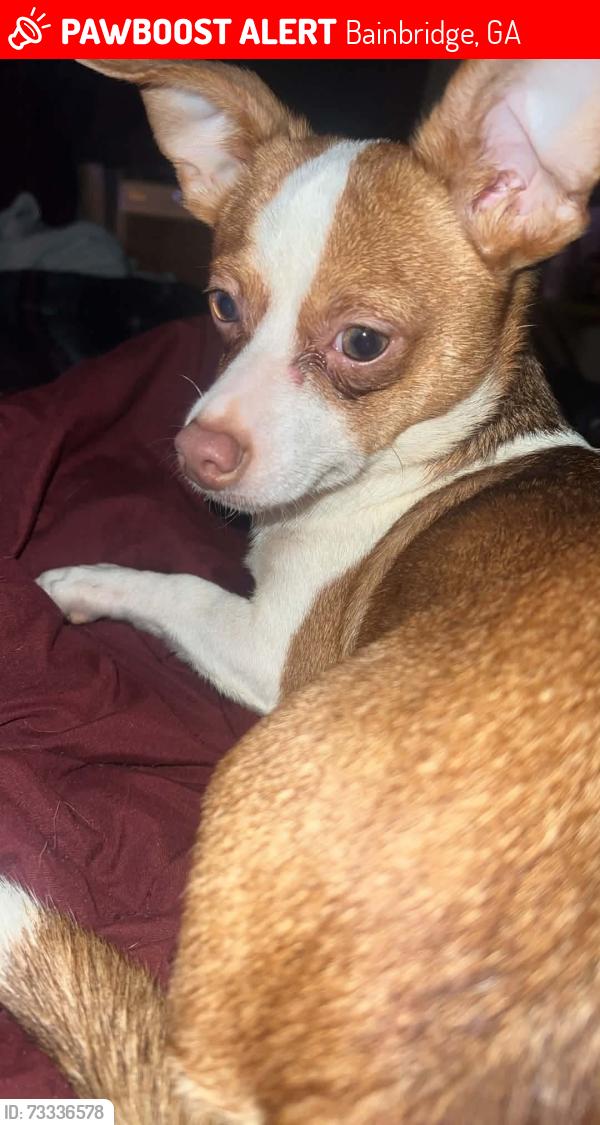 Lost Female Dog last seen Old connection church, Bainbridge, GA 39817
