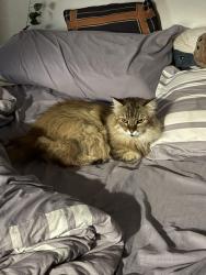 Reunited Female Cat last seen Last seen at home, San Jose, CA 95112