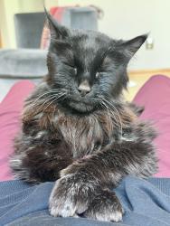 Lost Male Cat last seen Stonecliffe drive, Eagan, MN 55122