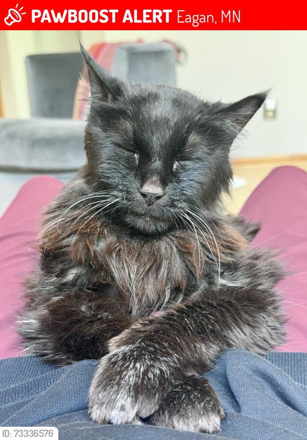 Lost Male Cat last seen Stonecliffe drive, Eagan, MN 55122