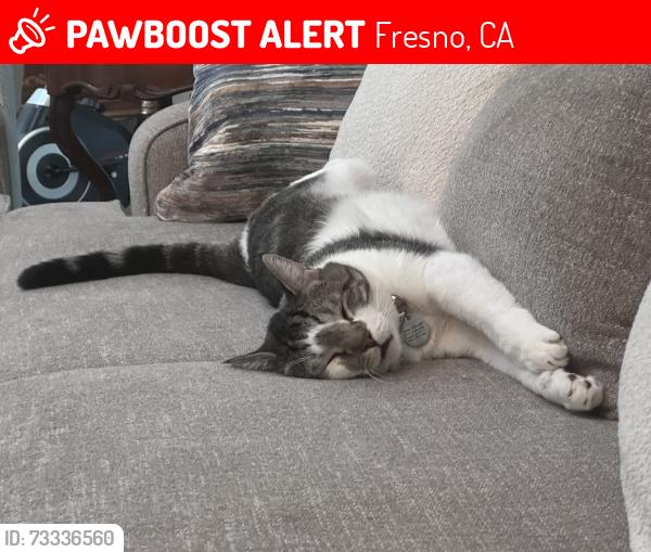 Lost Male Cat last seen Vanness blvd and shaw, Fresno, CA 93711
