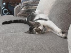 Lost Male Cat last seen Vanness blvd and shaw, Fresno, CA 93711