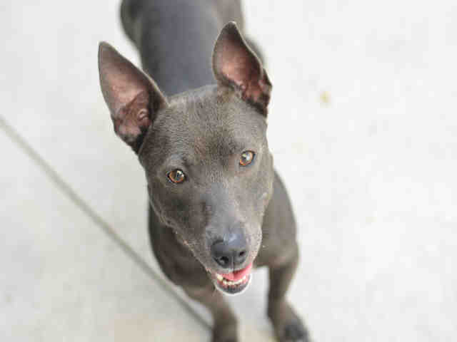 Shelter Stray Male Dog last seen Near BLOCK JOHNSON ST, HOLLYWOOD, FL 33024, 2400 SW 42nd St, Fort Lauderdale, FL 33312, USA