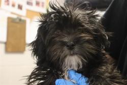 Shelter Stray Male Dog last seen Near BLOCK TWO NOTCH ROAD, 127 Humane Ln, Columbia, SC 29201, USA