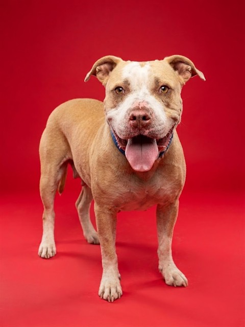 Shelter Stray Female Dog last seen Near BLOCK W SHERMAN HILLS PKWY, 2020 Forest St, Jacksonville, FL 32204, USA