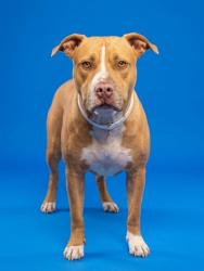 Shelter Stray Male Dog last seen Near BLOCK W SHERMAN HILLS PKWY, 2020 Forest St, Jacksonville, FL 32204, USA