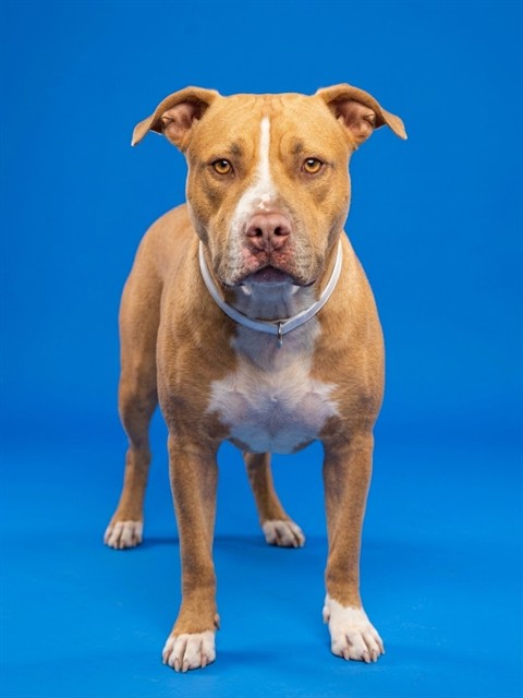 Shelter Stray Male Dog last seen Near BLOCK W SHERMAN HILLS PKWY, 2020 Forest St, Jacksonville, FL 32204, USA