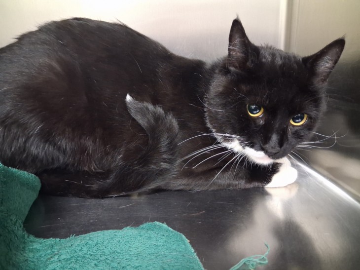 Shelter Stray Male Cat last seen MUTT NELSON RD COTTONTAIL RD SANTA FE NM 87507, 100 Caja Del Rio Rd, Santa Fe, NM 87507, USA