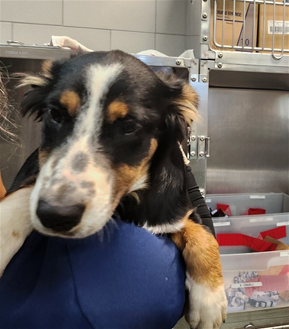 Shelter Stray Female Dog last seen Near BLOCK NM 14 SANTA FE NM 87508, 100 Caja Del Rio Rd, Santa Fe, NM 87507, USA