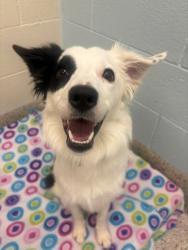 Shelter Stray Female Dog last seen 107TH WY AND TRUCKEE, 12155 Park Blvd, Brighton, CO 80601, USA