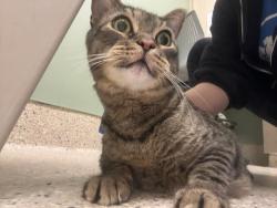 Shelter Stray Unknown Cat last seen Near BLOCK COLUMBINE CIR, 12155 Park Blvd, Brighton, CO 80601, USA