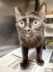 Shelter Stray Female Cat last seen , 957 N Gaffey St, San Pedro, CA 90731, USA