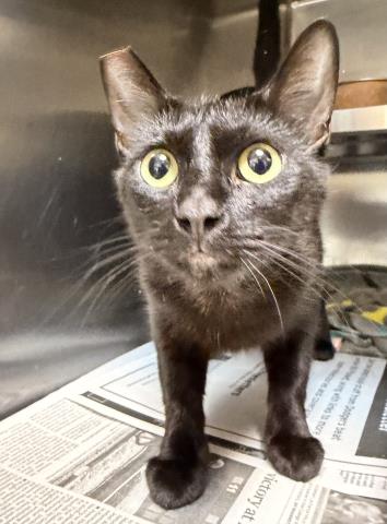 Shelter Stray Female Cat last seen , 957 N Gaffey St, San Pedro, CA 90731, USA