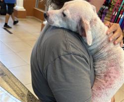 Shelter Stray Female Dog last seen HELEN K/ SUNCOAST TRL, 19640 Dogpatch Ln, Land O' Lakes, FL 34638, USA