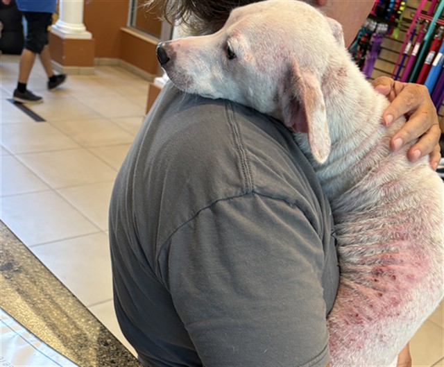 Shelter Stray Female Dog last seen HELEN K/ SUNCOAST TRL, 19640 Dogpatch Ln, Land O' Lakes, FL 34638, USA