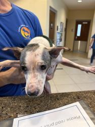 Shelter Stray Female Dog last seen HELEN K/ SUNCOAST TRL, 19640 Dogpatch Ln, Land O' Lakes, FL 34638, USA