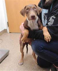 Shelter Stray Female Dog last seen POWERS/WILLIS, 3001 2nd St SW, Albuquerque, NM 87105, USA