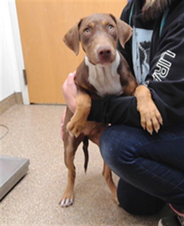 Shelter Stray Female Dog last seen POWERS/WILLIS, 3001 2nd St SW, Albuquerque, NM 87105, USA