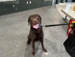 Shelter Stray Male Dog last seen , 3201 Lacy St, Los Angeles, CA 90031, USA