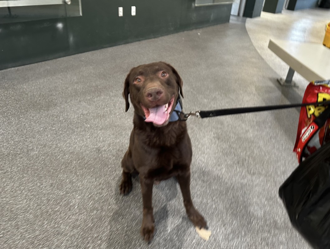 Shelter Stray Male Dog last seen , 3201 Lacy St, Los Angeles, CA 90031, USA