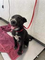 Shelter Stray Female Dog last seen Near BLOCK E TYLER AVE, FRESNO CA 93701 1125, 5277 E Airways Blvd, Fresno, CA 93727, USA