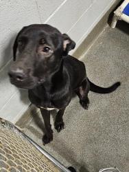 Shelter Stray Male Dog last seen STATE LINE RD/ OLD RAILROAD BED RD, 4950 SW Triana Blvd, Huntsville, AL 35805, USA