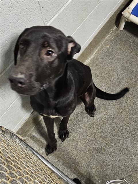 Shelter Stray Male Dog last seen STATE LINE RD/ OLD RAILROAD BED RD, 4950 SW Triana Blvd, Huntsville, AL 35805, USA