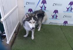 Shelter Stray Female Dog last seen , 2769 Conroy Rd, Orlando, FL 32839, USA