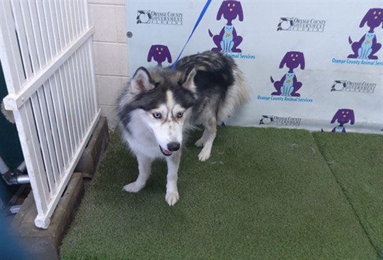 Shelter Stray Female Dog last seen , 2769 Conroy Rd, Orlando, FL 32839, USA