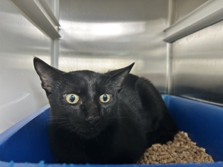 Shelter Stray Male Cat last seen BROADWAY, 8311 Freedom Dr, Pearland, TX 77581, USA
