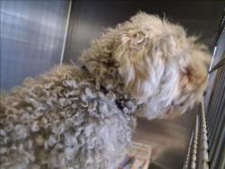 Shelter Stray Male Dog last seen , 1850 W 60th St, Los Angeles, CA 90047, USA