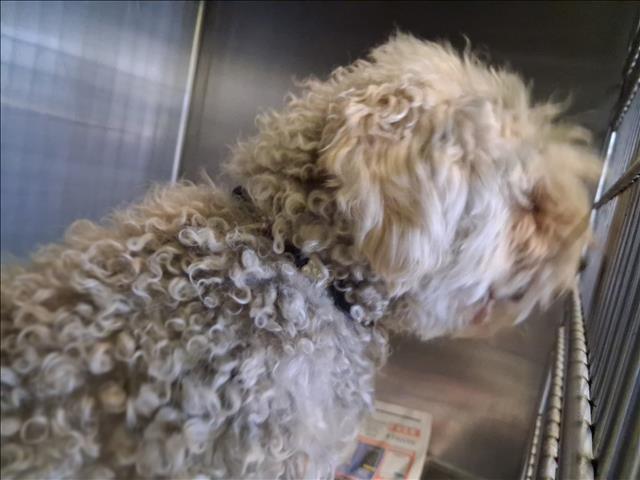 Shelter Stray Male Dog last seen , 1850 W 60th St, Los Angeles, CA 90047, USA