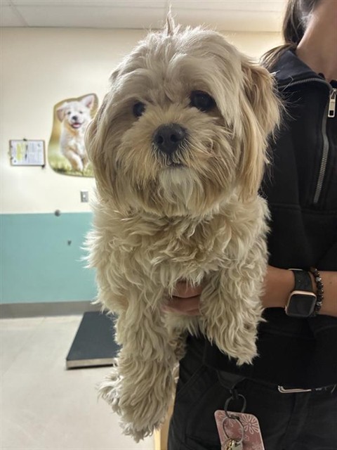 Shelter Stray Female Dog last seen Near S WELLS AVE, RENO NV 89502, 2825 Longley Ln Suite A, Reno, NV 89502, USA